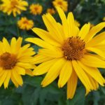 Blumen