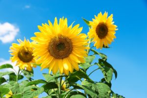 Sonnenblumen